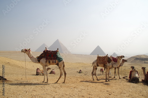 エジプトの砂漠のラクダ達と遠くにピラミットを望む景色
