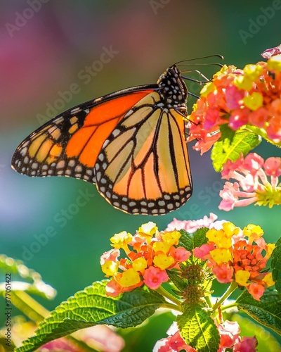 Tela Beautiful monarch butterfly on a flower