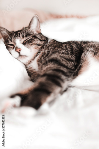 cat sleeps, rests, relaxes on a white sheet © alexmia