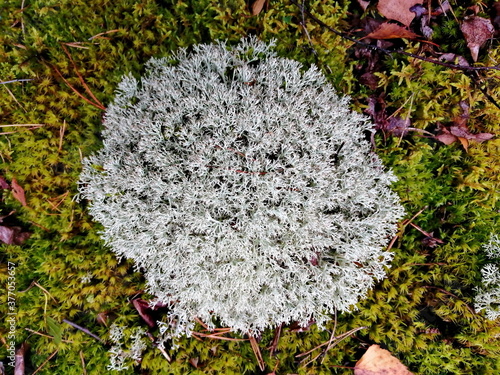 Yagel (lichen, deer moss, Cladonia rangiferina Hoffm). Belarusian forest in early autumn. This variety of moss contains a strong antibiotic and is used to make medicinal concoctions. Close-up photo.

 photo