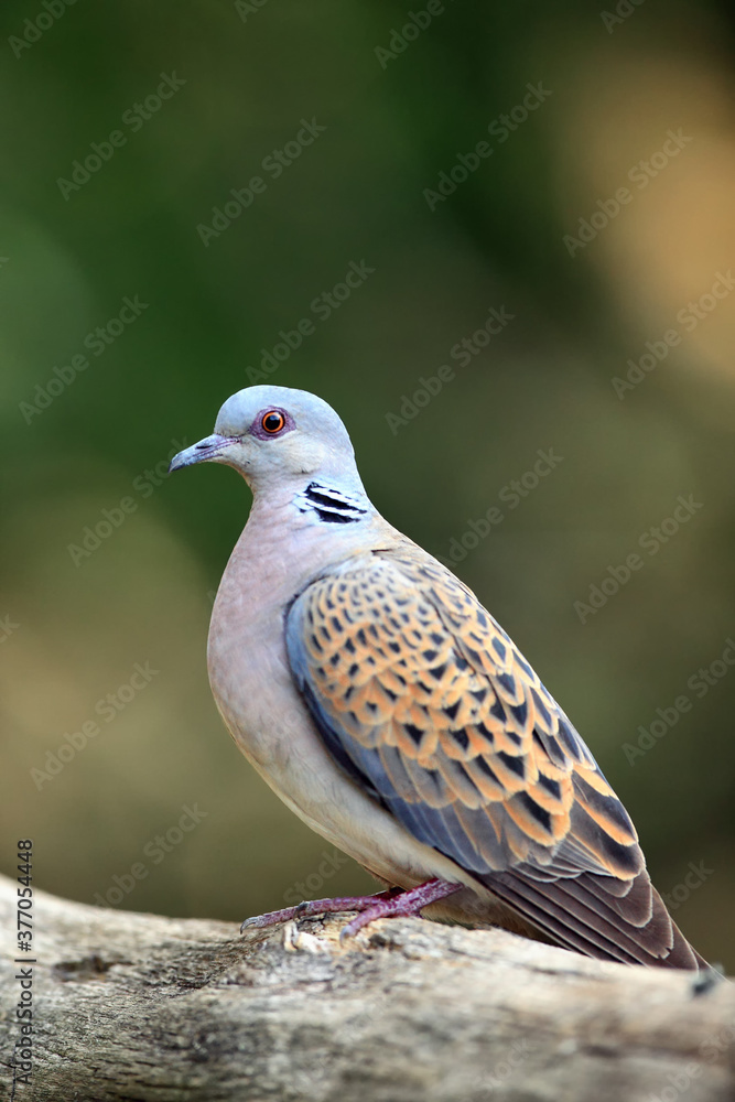 The European turtle dove (Streptopelia turtur) sitting on the branch with green background. Forest turtle sitting on a branch with a green background. The European turtle dove (Streptopelia turtur) sitting on the branch with green background. Forest turtle sitting on a branch with a green background.