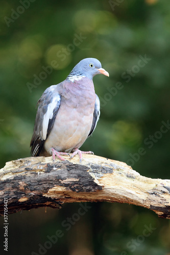 The common wood pigeon (Columba palumbus) sitting on the branch. A large forest pigeon on a branch with a green background.