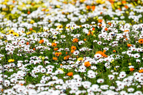 field of flowers growing wild in Spring in the Western Cape or Cape Province of South Africa