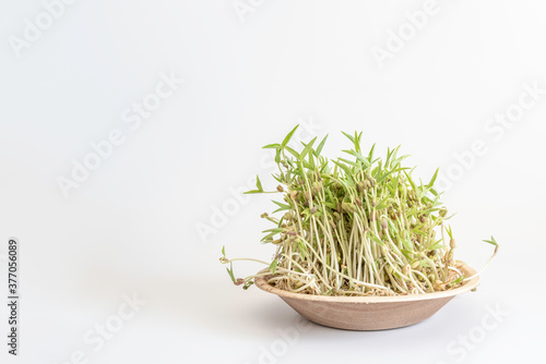 Mung bean sprouts on white background with copy space.