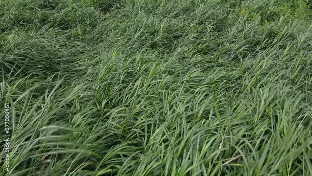 草原 ドローン撮影 草原 ドローン撮影