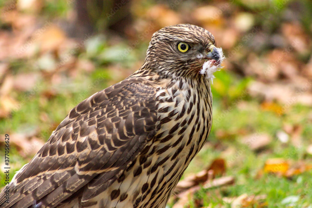 Young goshawk close-up after hunting for prey. Young goshawk close-up after hunting for prey.