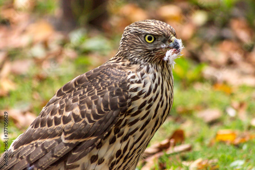 Young goshawk close-up after hunting for prey.