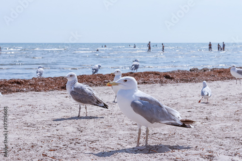 A flock of ivory gulls walks along the shore of the Azov Sea