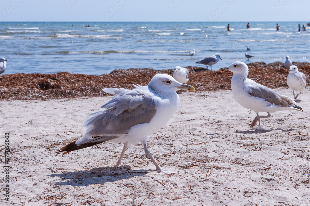 Fototapeta premium A flock of ivory gulls walks along the shore of the Azov Sea