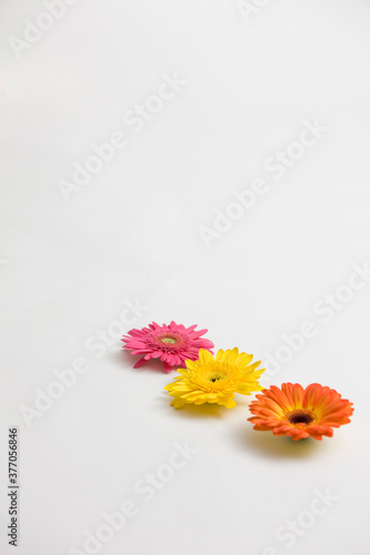 gerbera flowers with three colors