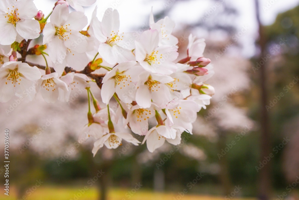 Obraz premium サクラが満開になりました、お花見に行きましょう！