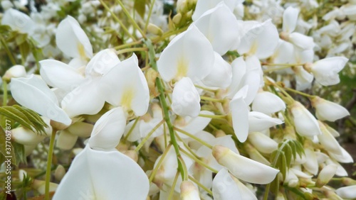 フジの花といえば紫色が一般的ですが、純白の花びらも捨てがたい美しさがあります