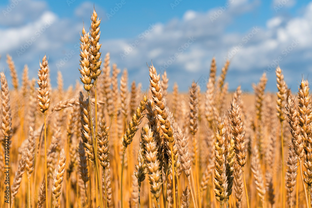 Fototapeta premium ripe ears of wheat against the sky close-up. selective focus