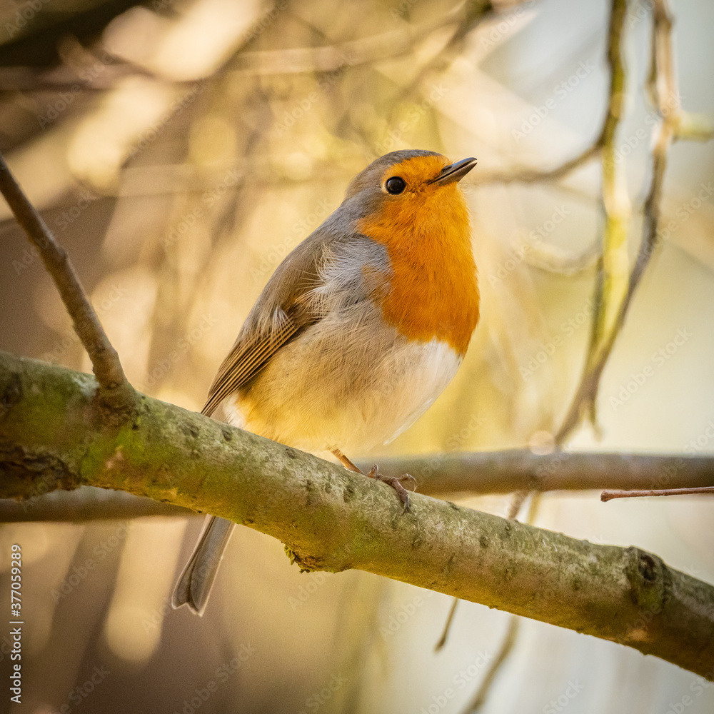 European robin (Erithacus rubecula) male on a branch European robin (Erithacus rubecula) male on a branch