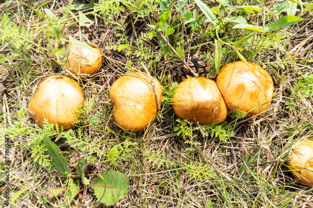 photo boletus mushrooms growing in the summer in the meadow photo boletus mushrooms growing in the summer in the meadow