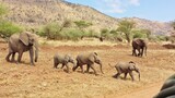 Family of baby elephants, Serengeti National Park, Tanzania