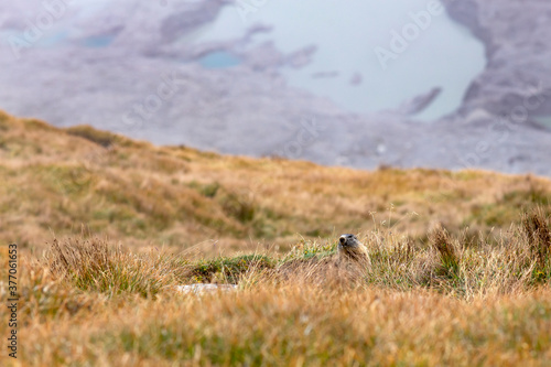 Beautiful marmots in an alpine landscape © belyaaa