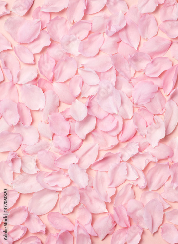 Fototapeta Naklejka Na Ścianę i Meble -  Pink rose petals on a pink background
