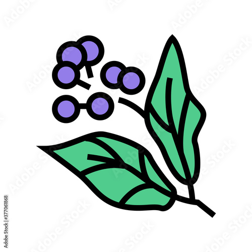 camphor aromatherapy color icon vector. camphor aromatherapy sign. isolated symbol illustration