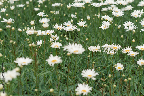 A beautiful daisies field in spring Background