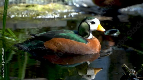 Pigmy Goose Bird on the Water in the Wild, Close-up Tracking View photo