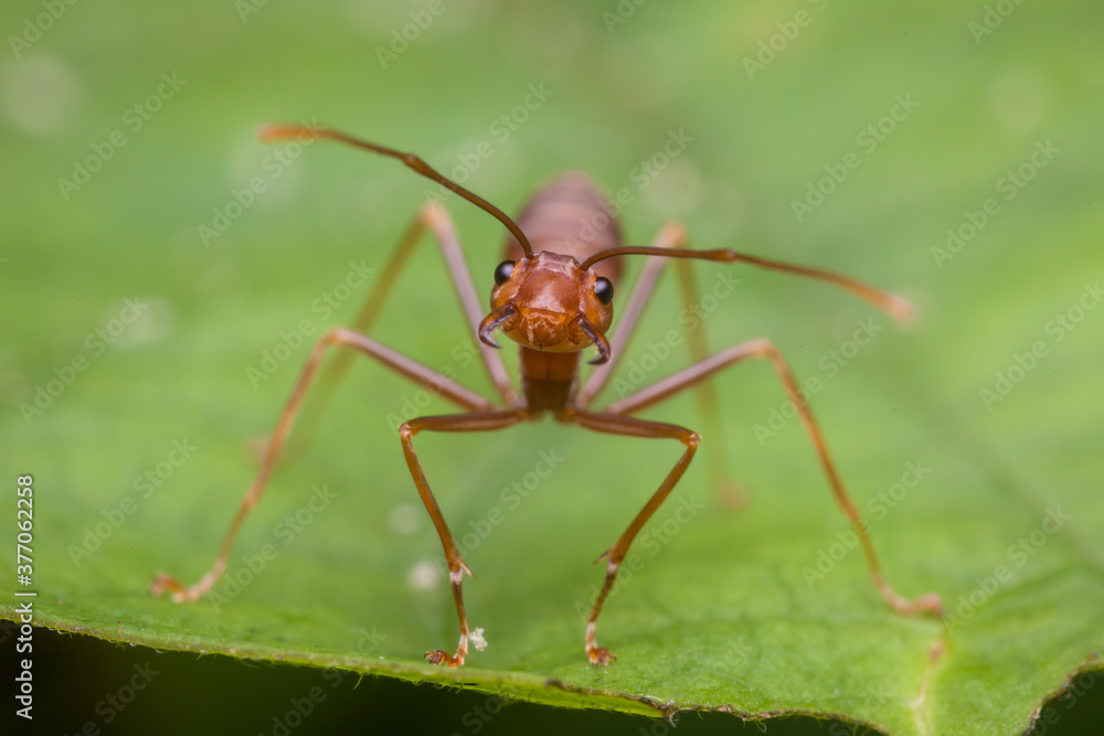 shot of ant in nature shot of ant in nature