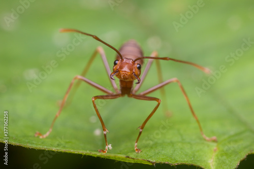 shot of ant in nature