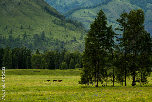 three horses walk across a field in the Altai mountains
