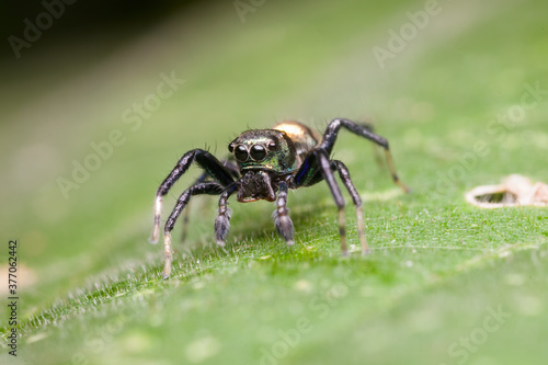 view of jumping spider in nature