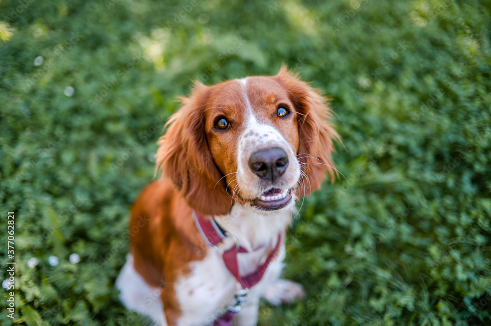 Cute adorable welsh springer spaniel dog breed, looking. Healthy action puppy.