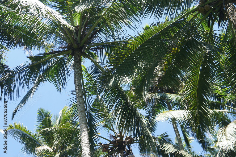 Palm trees in tropical setting. Palm trees in tropical setting.