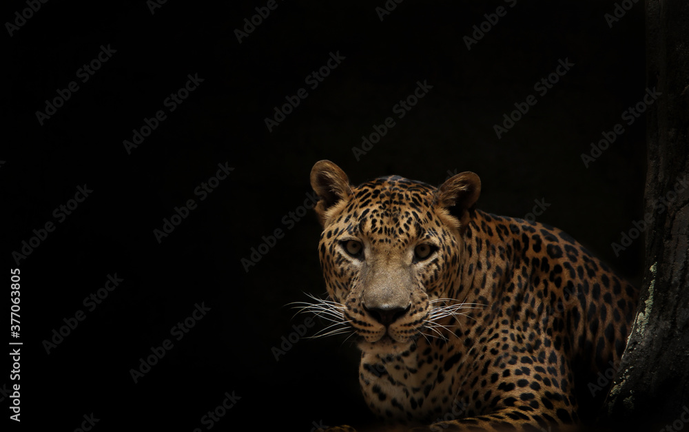 Obraz premium portret lamparta