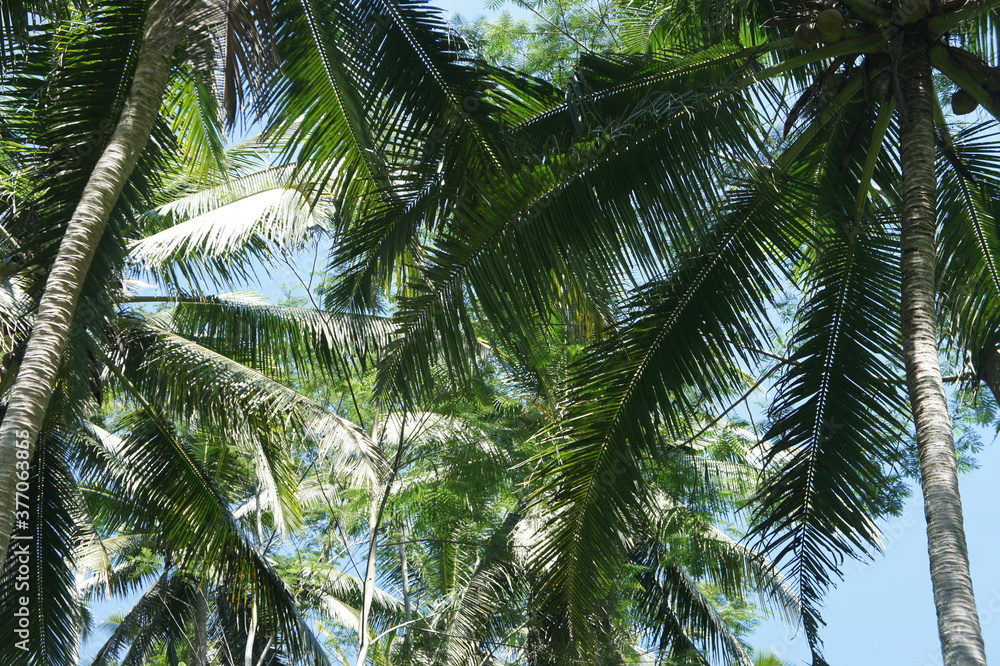 Palm trees in tropical setting. Palm trees in tropical setting.