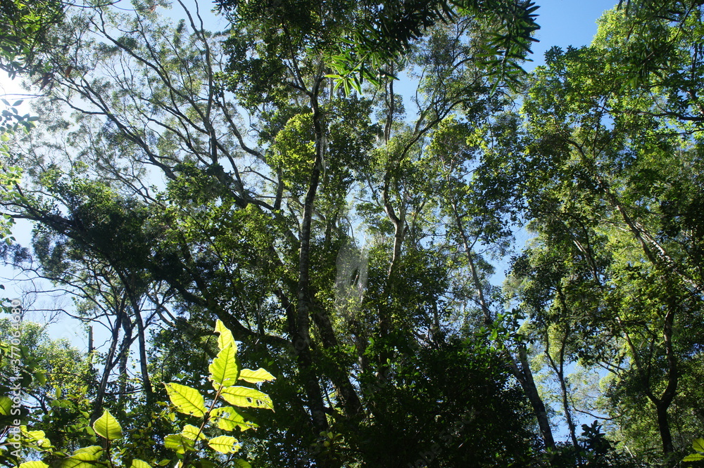 Obraz premium Lush vegetation in green forest.