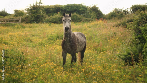 Connemara pony, spotted horse, walking in a farm field, green background, Connemara, Galway, Ireland