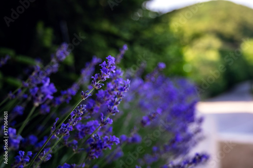 French lilac purple fragrant lavender and high ornamental maiden grass next to stones walkway