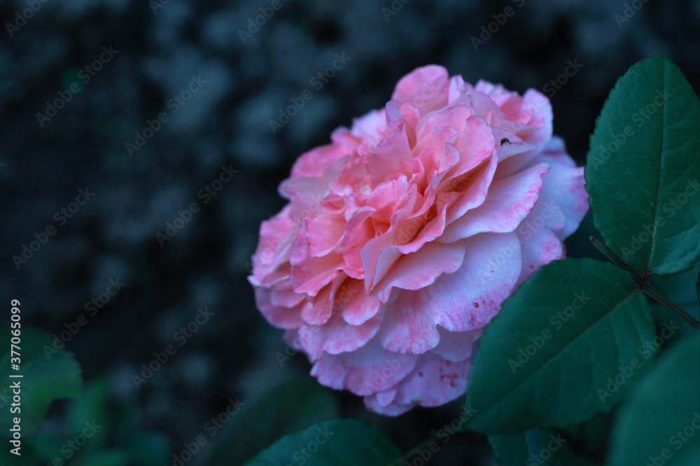 Art photo rose petals isolated on the natural blurred background. Closeup. For design, texture, background. Nature. Art photo rose petals isolated on the natural blurred background. Closeup. For design, texture, background. Nature.