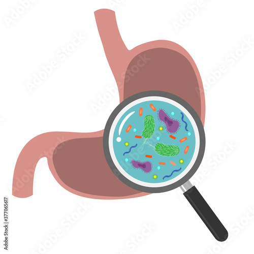 Magnifying glass zooming for disease in stomach vector