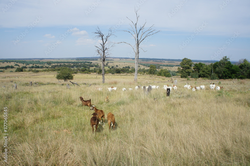 Livestock grazing on South African farm. Livestock grazing on South African farm.