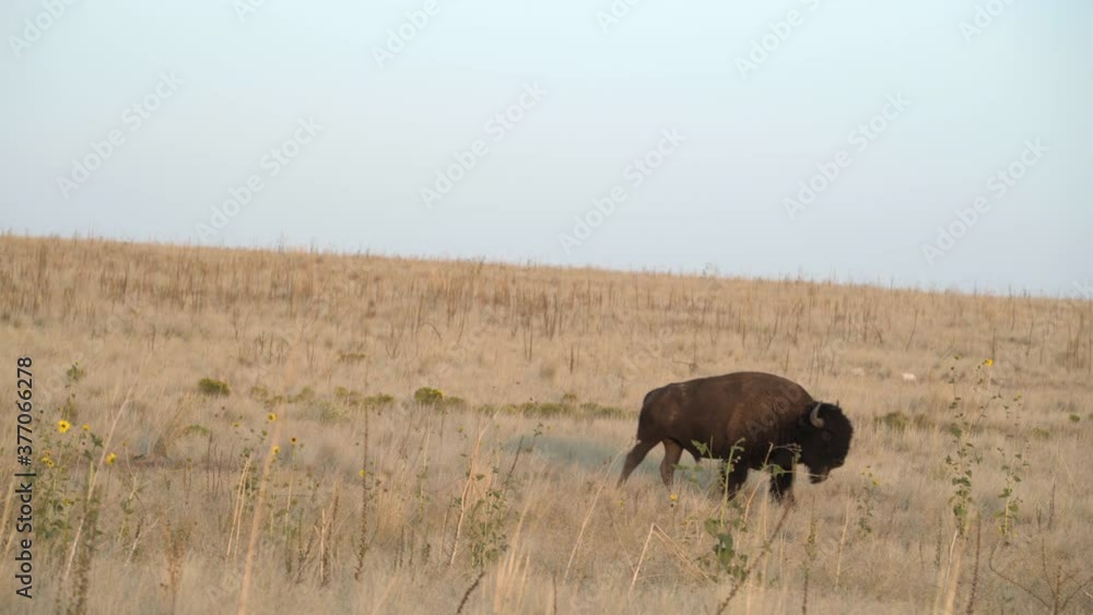 Bison walking through yellow fields and flowers Bison walking through yellow fields and flowers