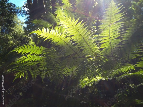 Fern leaves in sunny forest. 