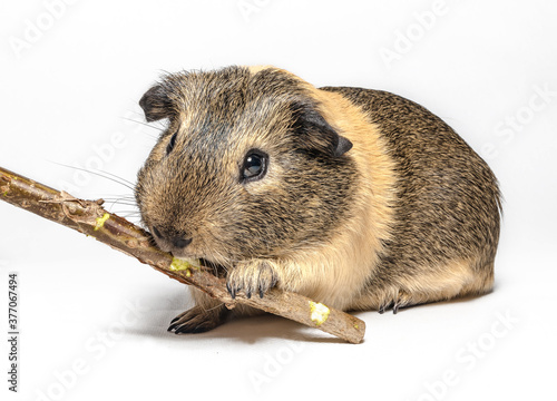 Guinea pig nibbles a stick