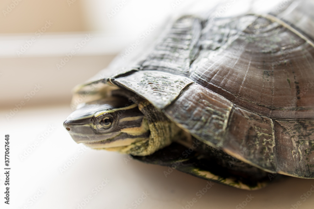 Obraz premium Filipino turtle smiling cutely