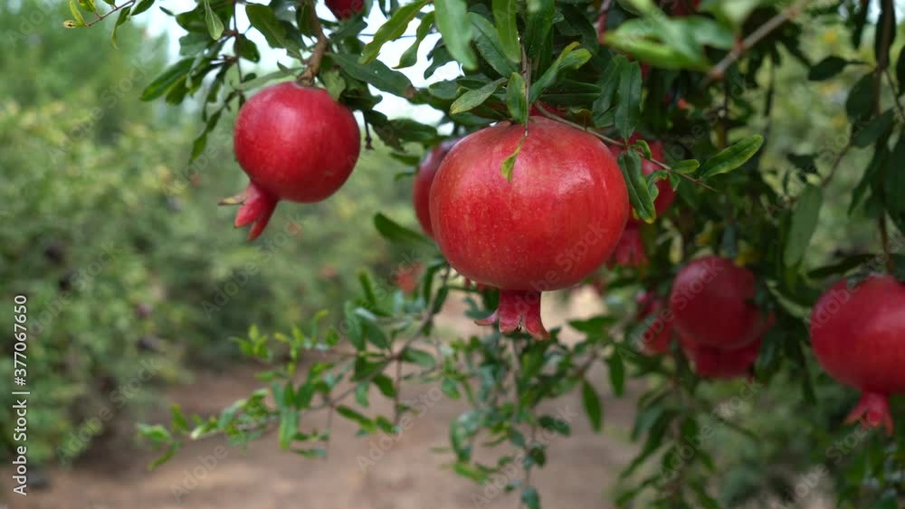 Pomegranate tree plantation on picking season Pomegranate tree plantation on picking season