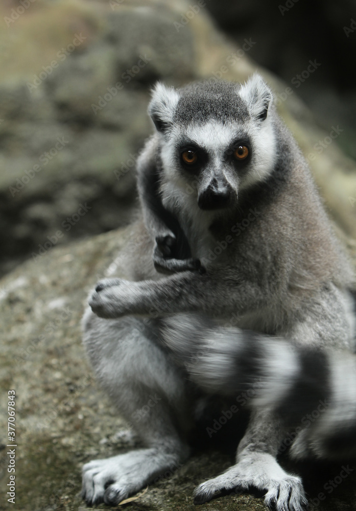 Obraz premium lemur na drzewie