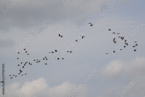 Wildgänse am Himmel / Wild geese in the sky