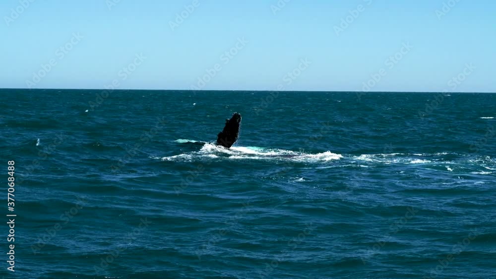 Epic wildlife ocean scene of many humpback whales on ocean sea surface slapping, splashing and agitating water with powerful fins on sunny cloudless sky day, Queensland, Australia, handheld close up Epic wildlife ocean scene of many humpback whales on ocean sea surface slapping, splashing and agitating water with powerful fins on sunny cloudless sky day, Queensland, Australia, handheld close up