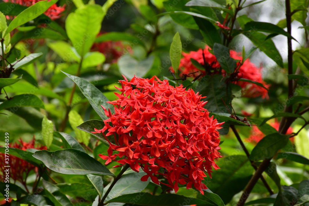 Red Ixora Flowers and butterfly. Ixora flower also known as flame of the woods, jungle flame