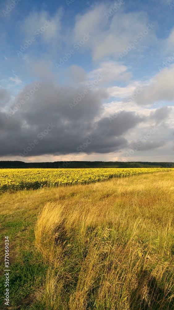 Fototapeta premium field and blue sky