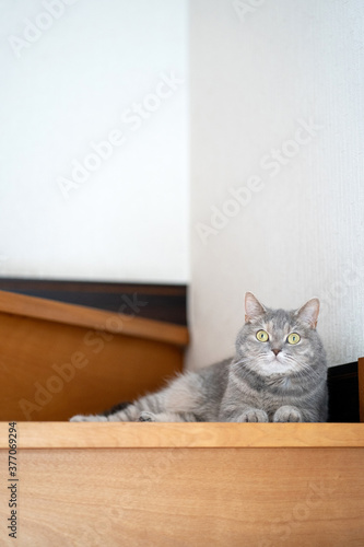Fototapeta Naklejka Na Ścianę i Meble -  階段に座る猫（ブリティッシュ・ショートヘア）

